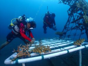Para penyelam dari PLN UID Suluttenggo dan Boboca Diving Club saat melaksanakan transplantasi terumbu karang di sekitar logo PLN di dasar laut tepat di PLN Dive Point yang berlokasi di Pantai Malalayang, Manado (21/06).